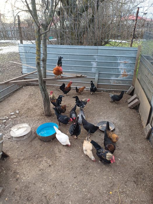 Vand gainuse + cocosi pitici