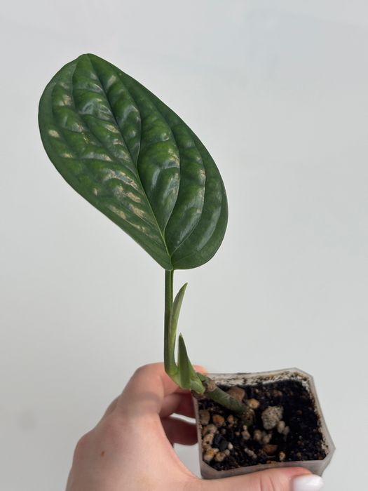 Эпипремнум марбл планет