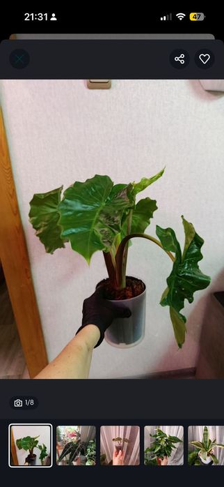 Продам комнатные цветы