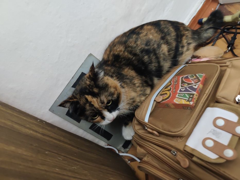 Найдена кошка, кот