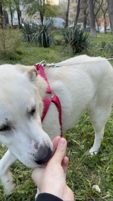 Търси дом! Здравейте, това е Айра