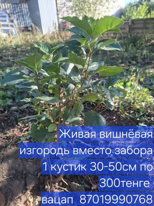 Вишневая изгородь