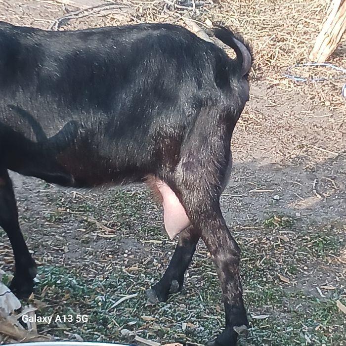 Vind capre murciano granadina rasă pură