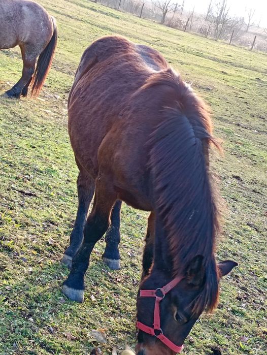 Vând s-au schimb cu oi