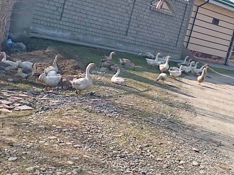 Gozla totilad zotli gaga parodiya