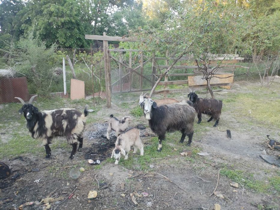 Ешки лагымен жане шибиш