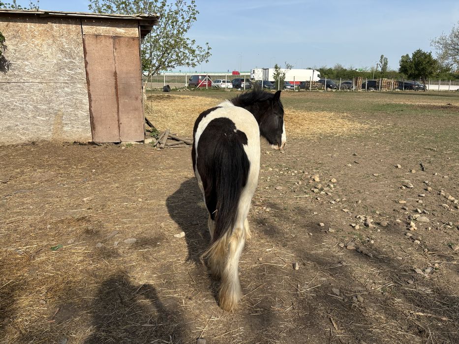 Vand manz Irish Cob(gipsy vanner)