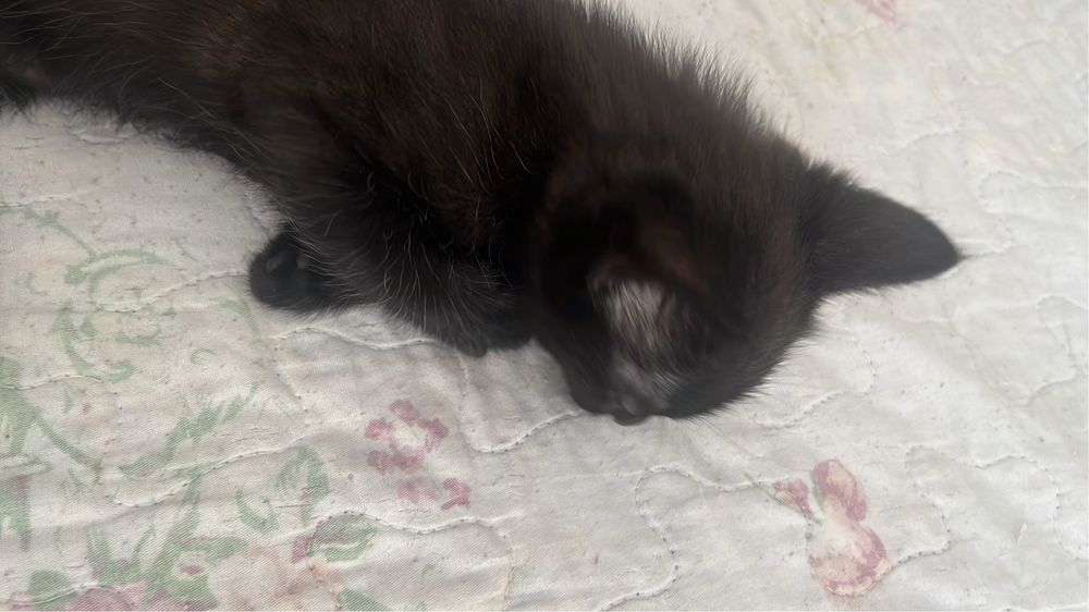 Котята 2 месеца