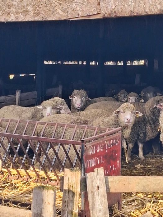 Vand 100 oi merinoase