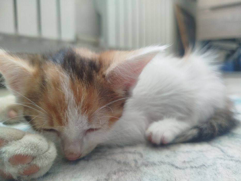 Трёхцветные котята в добрые руки