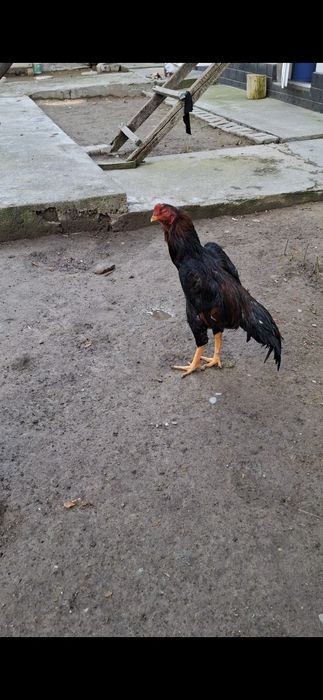 Дакан, Бойцов  шамо