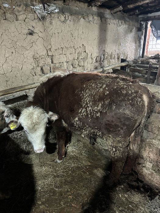 Продам бычков на доращивание