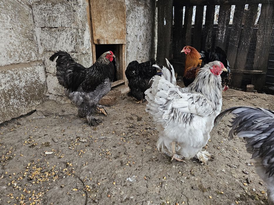 Cocosi tineri Brahma