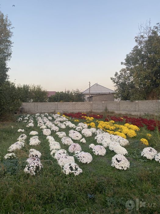 Gullar Samarqand