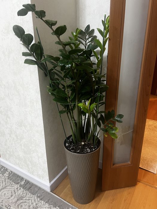 Продам комнатные цветы