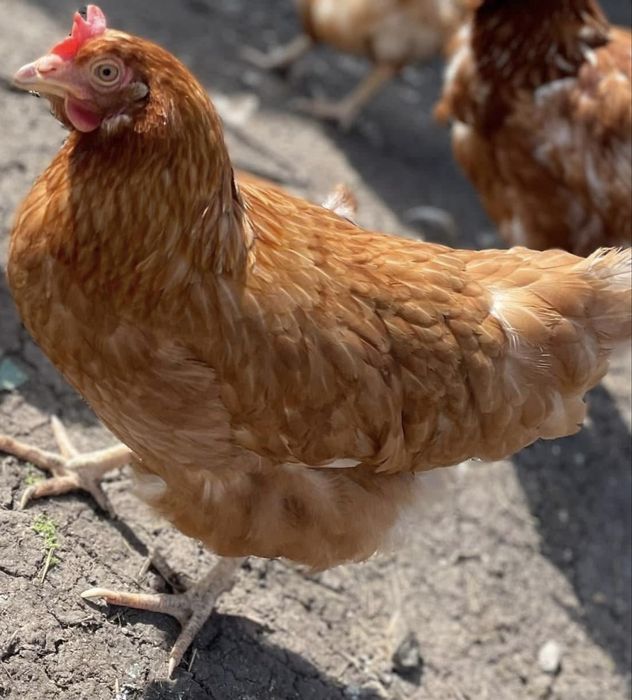 Разплодени яйца от ISA Braun