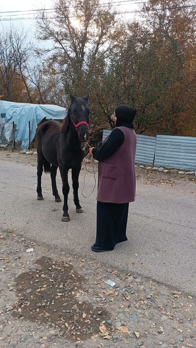 Продам жеребца 1.5 года срочна