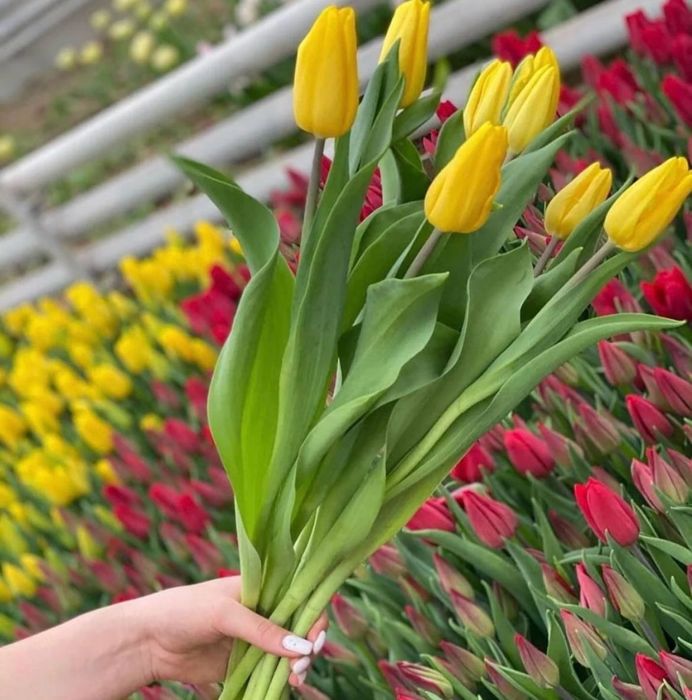 Свежие тюльпаны ПО оптовой цене