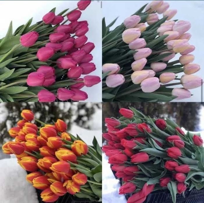 Тюльпаны оптом.в городе есть склад мин от 300шт