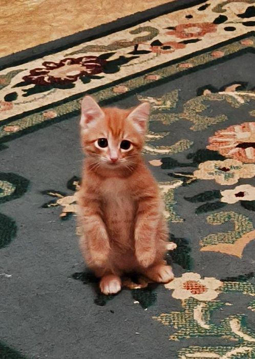 Отдам котёнка рыжий