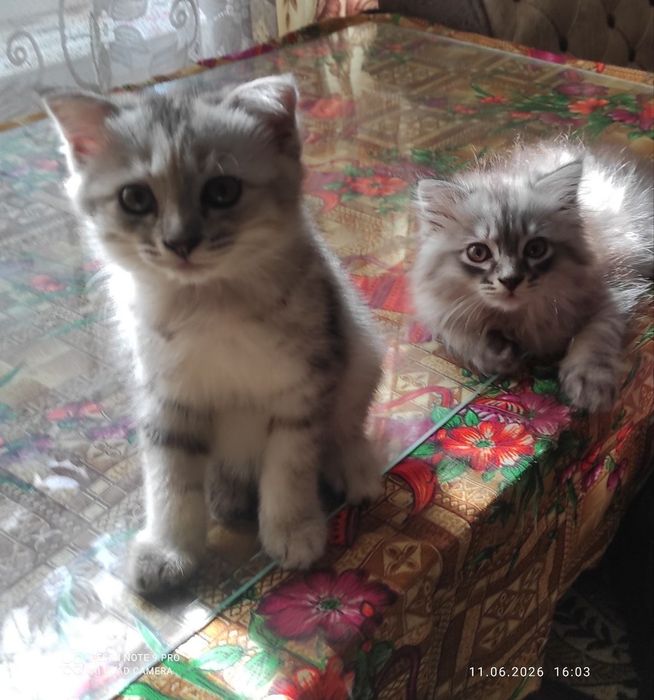 Котенок Ангорка,3,5 месяца,девочка