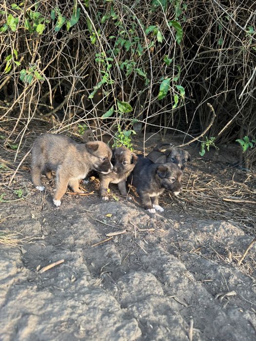 Catelusi spre adoptie