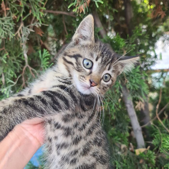 Отдам милых котят в добрые руки.