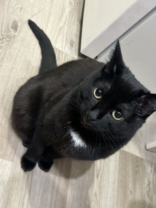 Пропала черная кошка