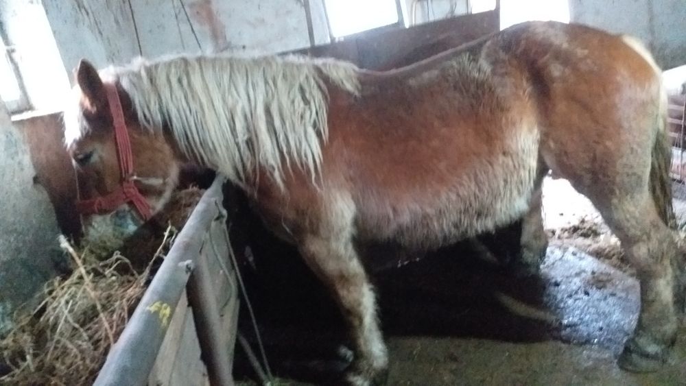 Vand 2 manze blonde 2 si 3 ani