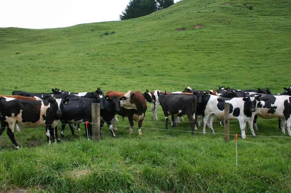 Электропастух. Ограждение для животных.