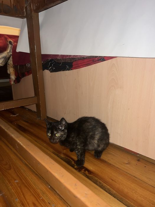 Подарявам котенца