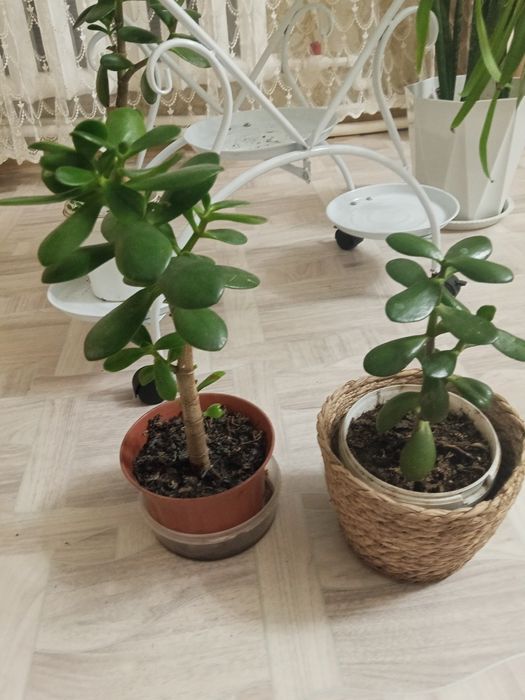 Продаю комнатные цветы