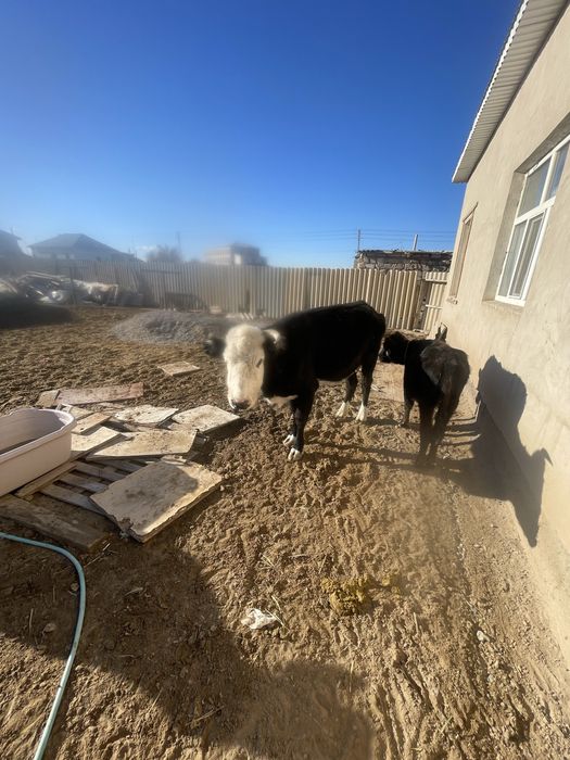 сиыр сатылады 490000