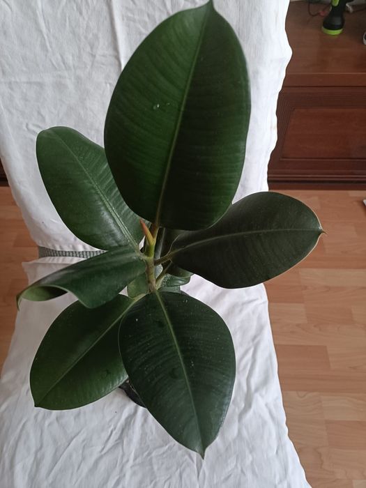 Продам Фикус 51 см