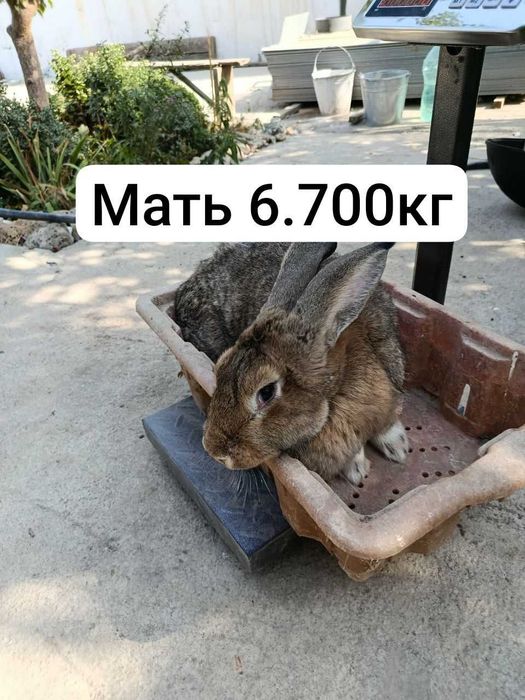 кролики самки парода Великан возраст 6 месяцев куен quyon ургочи
