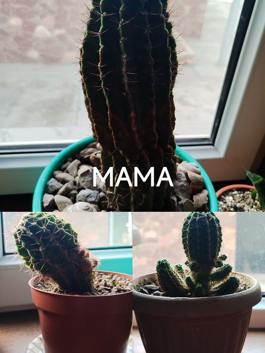 ЭХИНОПСИС Цветущий Кактусктустус