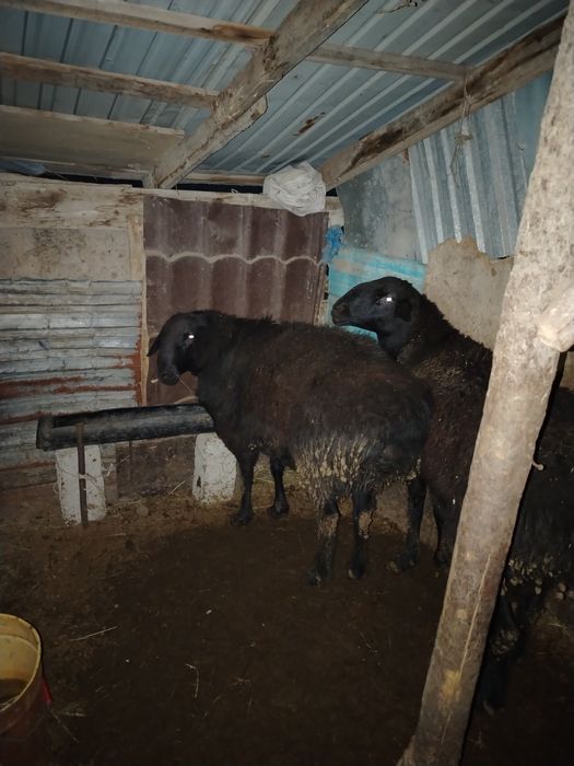 Қошқар Гисары.     .