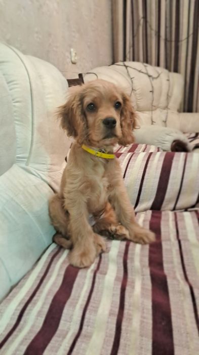 Щенок Порода Лабрадор