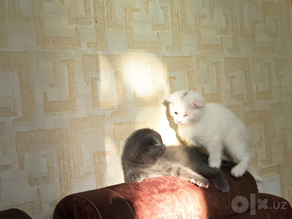 Продаются котята британские вислоухие