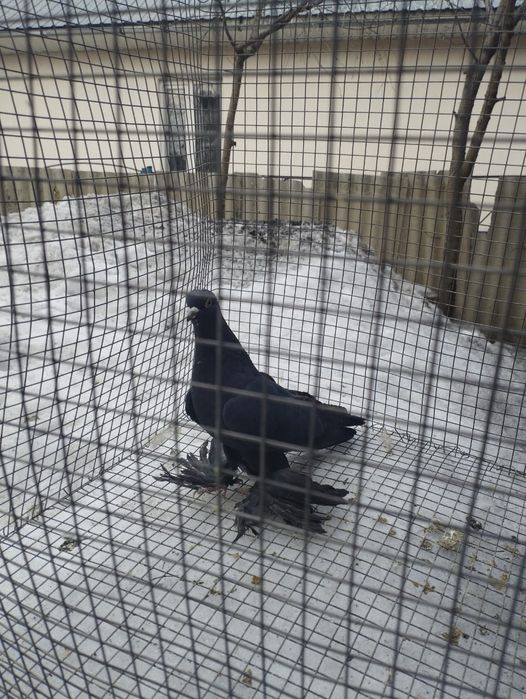 Осенний черный голубь