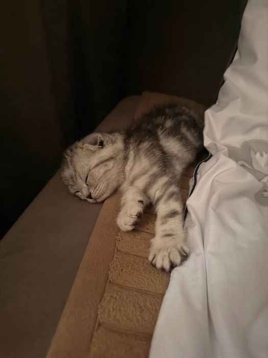 Котенок 3 месяца скоттиш фолд