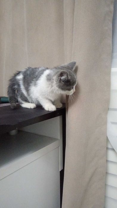 Котята от британки