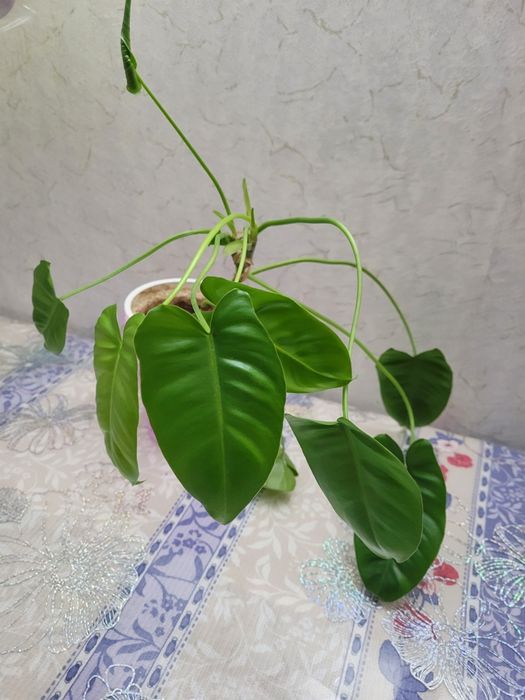 Продам цветок сингониум