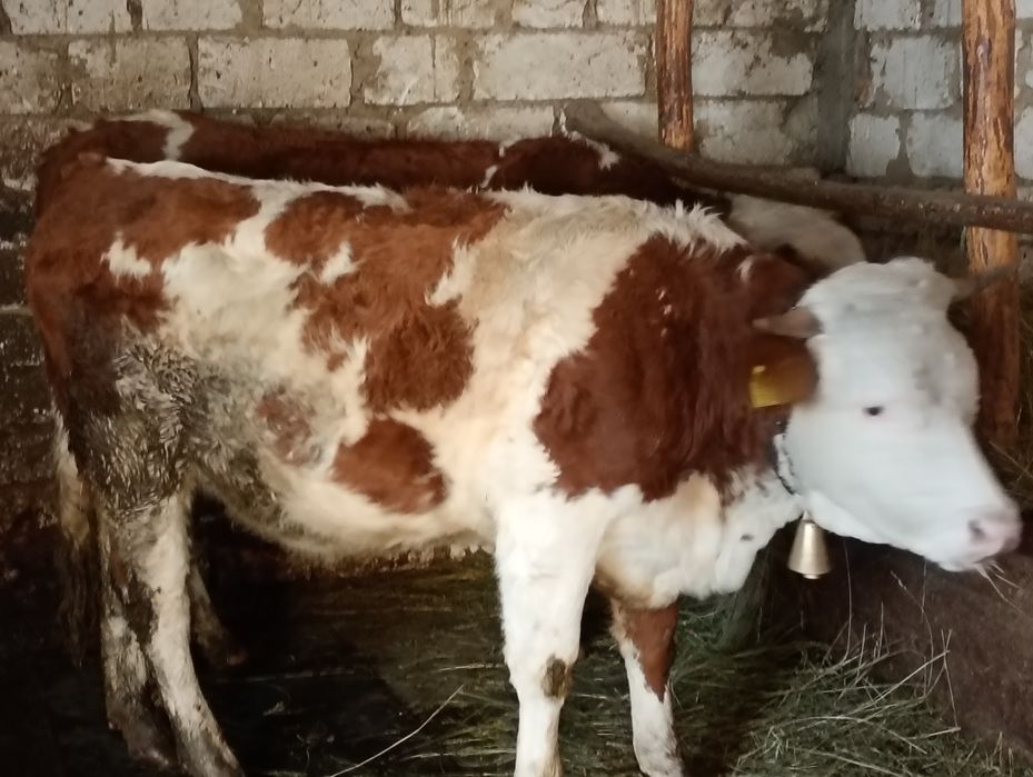 Taur bălțat românesc și juninci posibil gestante