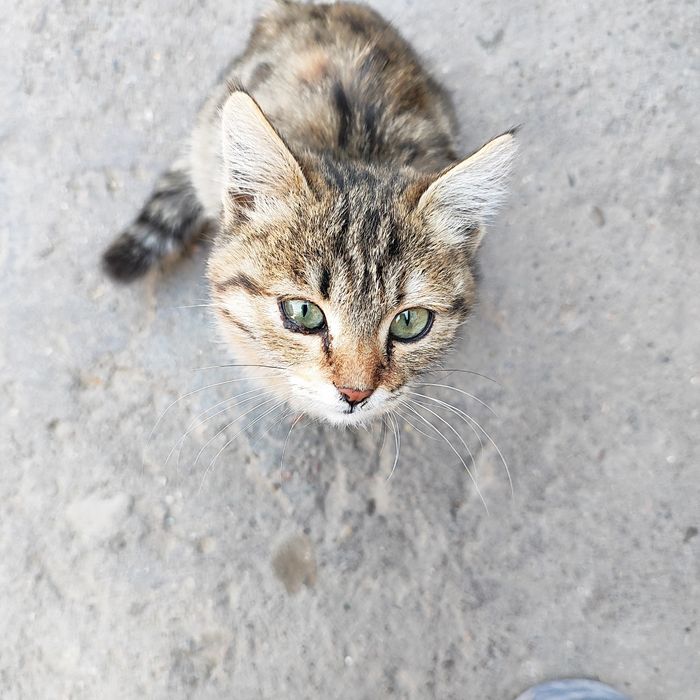 Отдам хорошенького котёнка