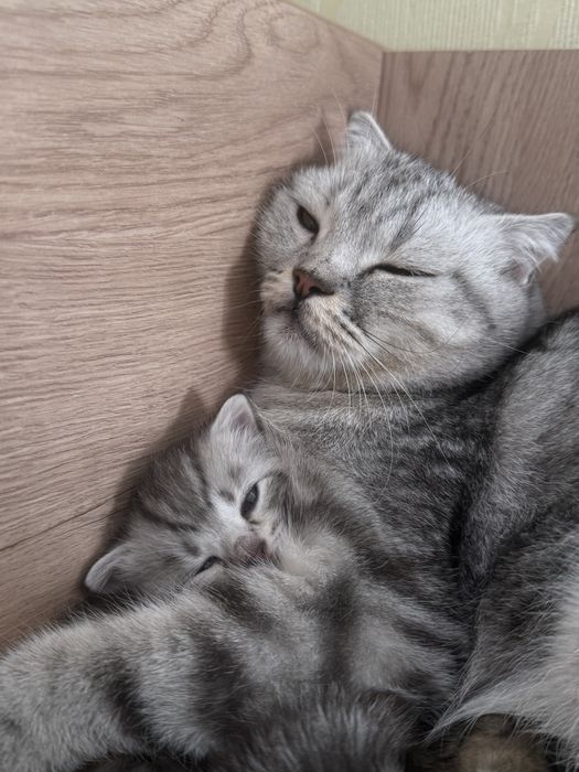 Продам котенка г. Актобе