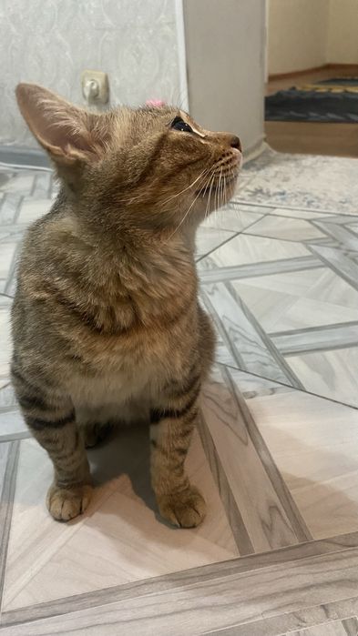 В хорошие руки кот