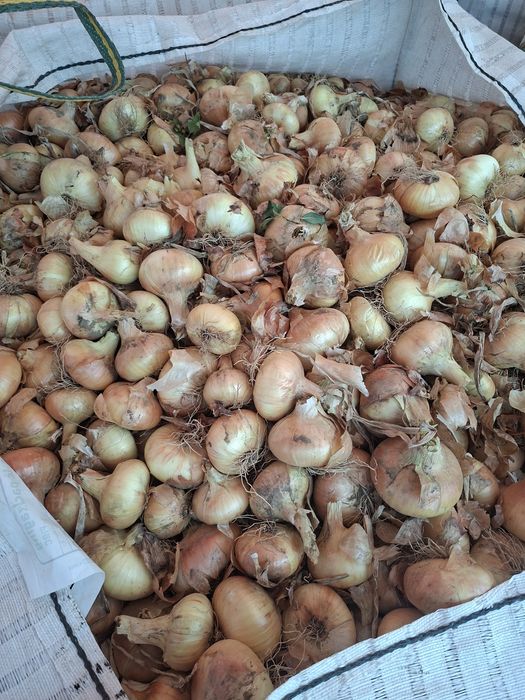 Ceapă de vânzare
