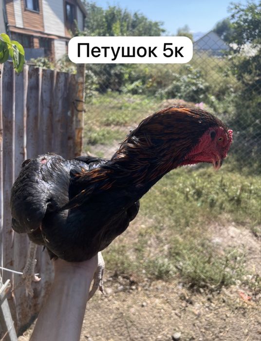 Продам курей хороших