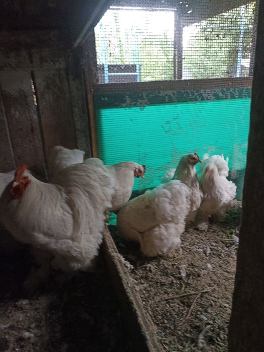 Продам цыплят белый кохи
